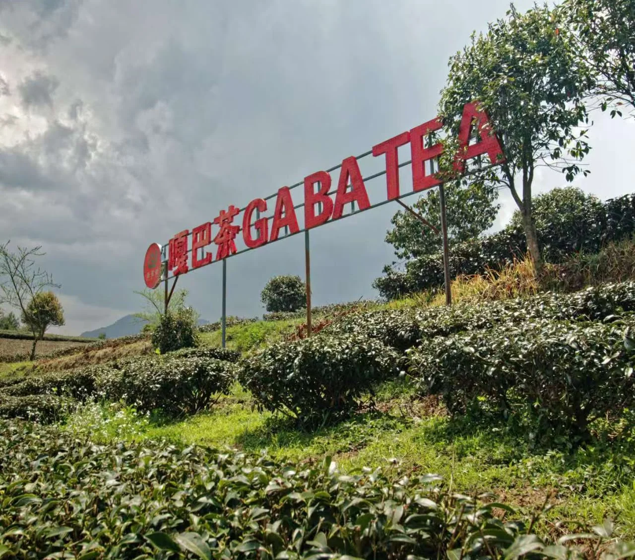 Плантация GABA TEA KING