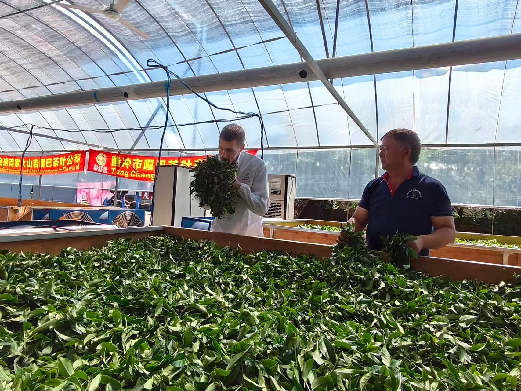 Visitors discovering freshly picked tea leaves