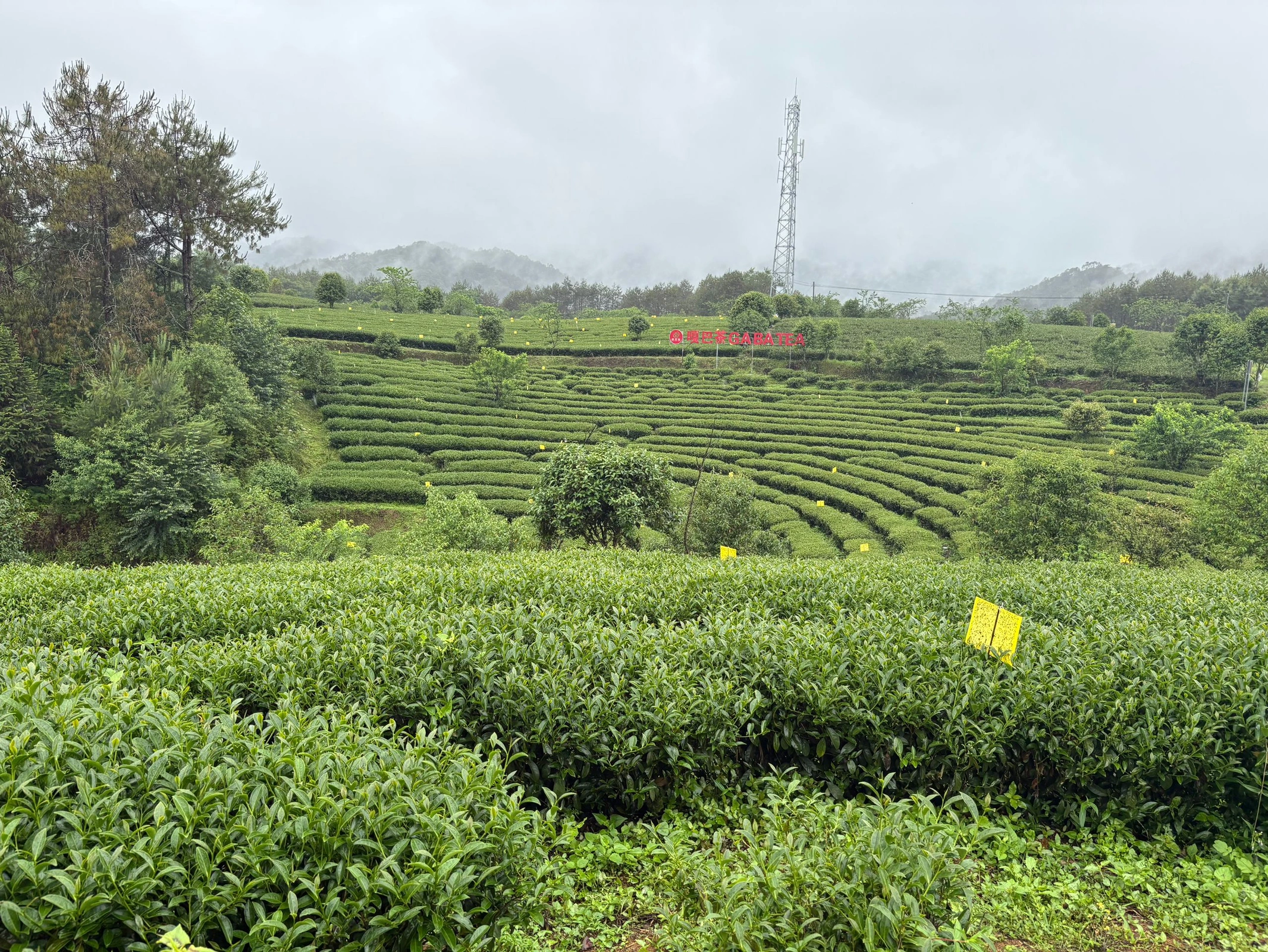 High-mountain tea gardens in Tengchong